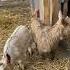Goats Gnam Gnam