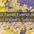 Gullah Geechee Herbal Remedies Sweet Everlasting