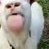 Goat Bla Bla Bla