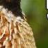 Quail Sounds For Night Raat Ki Liye Batair Ki Awaz Batair Ki Awaz Quail Sounds For Hunting 2020