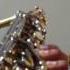 Motherland Crystal Kay Alto Saxophone