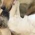 My Dogs French Kissing Viralvideo Kissing Frenchkiss