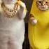 Chubby Cute Cat Does The Chicken Banana Dance Challenge V2 Shorts