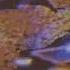 Madonna Music Slowed Reverb