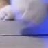 Cat Club Cat Funny Status Funnycat Farjalvlogs Catclub Cat Rap 5kviews