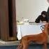 Pharaoh Hound Austria 2013