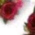 Stolen MY Heart Kadhalviruz Ft Shreema Version 2 HQ Audio