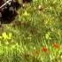 Empire Total War U S Marines Vs Black Watch