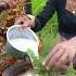 Cooking Giant Lobsters In Coconut Milk Outdoor Rural Scene Food Chef Cookingvideo