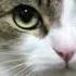Bla Bla Bla Ble Ble Ble Blu Blu Blu Cat Edition Memes