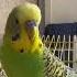 Говорящий попугай Кеша тоже хочет завтрак Birds птицы попугай Parrot Funny природа Animals