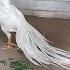 Original Kili Mooku Seval For Sale Show Quality In Dharmapuri Shorts Aseelmurga