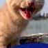 Samsung Ringtones Cat Vocal