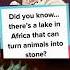 Lake That Can Turn Animals Into Stone Dailyfacts Factshorts Drstone Drstoneseason3 Fact Facts