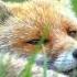 Beautiful Animal Sounds Fox Sound