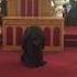 Better Praise Dance By Jessica Reedy
