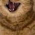 A CATS EVIL LAUGH