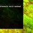 Dougal Gammer Feat Lisa Marie Phase To Phase