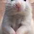 Cutest Rat Ever Dancing To Dinka Chika Must Watch Shorts