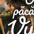 Ursul Păcălit De Vulpe O Aventură Magica în Lumea Basmelor