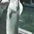 Capt LOS 2006 Bass Collection