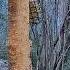 Forest Nook Poland BUZZARD HAWFINCH 2024 01 25