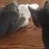 Funny Cat Videos 43