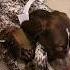 Told Him German Shorthaired Pointer GSP Puppies Shorts Ytshorts Dog Gsp Gsd Viral