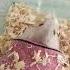 Comolimpiarlajauladelhamster Shorts Hamsters