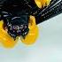 Transformers KINGDOM Blackarachnia Chefatron Review