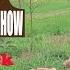 How To Pick Apples The Kids Picture Show Fun Educational Learning Video