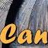 Elcin Goycayli Papa Cani 2020