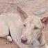 Dogs Slim
