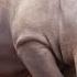 Birth Of A Rhino Full Episode Secrets Of The Zoo Tampa Nat Geo Animals