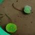 How To Grow Lotus Tuber Easy Lotus Growing Method For Beginners Liang Li Lotus Potting