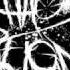 Chaos Reign Truth Of Despair Wmv