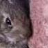 Catching A Baby Screaming Bunny