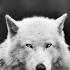Lone Wolf