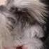 Grooming A Schnauzer Part 1