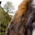 Dog St Bernard Barks Saint Bernard Dog Saint Bernard Barking