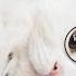 Cute And Funny Cat Videos 43 Cute Cats Land