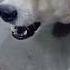 Dog Voice Shorts Kutte Ki Awaaz