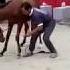 Horse Show Dari Unit Equine Bestari
