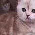 Клички для шотландских котят Правила выбора Часть 2 Имена для котят мальчиков Names For Cats