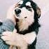 Oh My Baby I Bet On Losing Dogs Speed Up Speedup Speed Song Dogs Losing