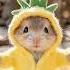 Hamster Motorcycle Dance Hamster Motorcycle Dance Animaldance Petdance