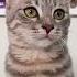 Ariana Grande 7 Rings Cat Version Shorts Arianagrande