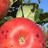 Summer Fruit Series Peel Sap Analysis For Early Prediction Of Bitter Pit In Honeycrisp