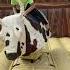 First Try On A Mechanical Bull Noah S Turn Cowboys Fair Mechanicalbull Event