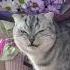 EVIL CAT LAUGH If You Are A True Cat Dog Lover This Place Is For You Shorts Funnyshorts Funny